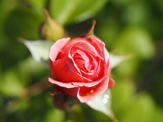 バラ　かおりかざり