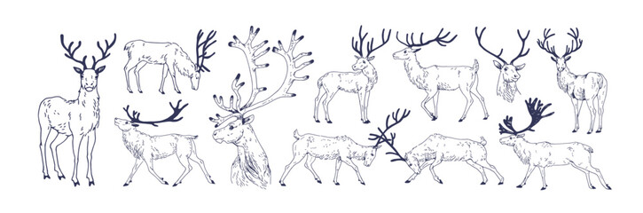 Deer sketches set. Reindeer, stag, head with antlers, vintage drawings. Northern animal, outlined woodcut etching, engraving in retro style. Hand-drawn vector illustration isolated on white background