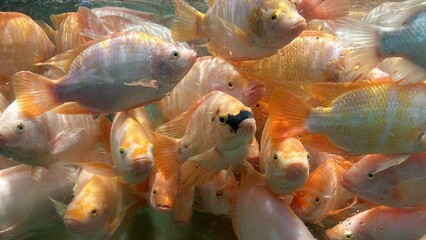 Live red nile tilapia fish swimming floating in aquarium water for sale - 704851043