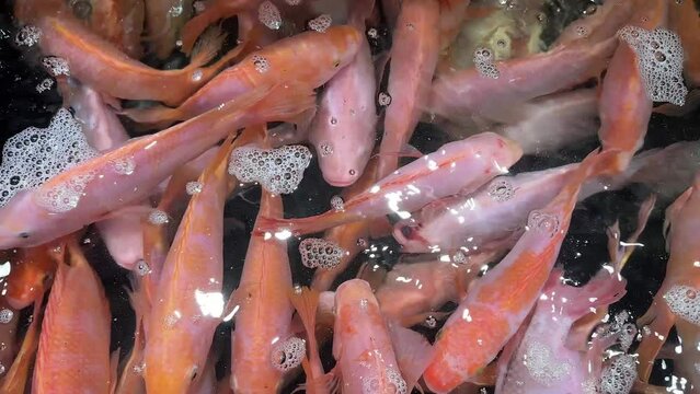 Live red nile tilapia fish swimming floating in aquarium water for sale