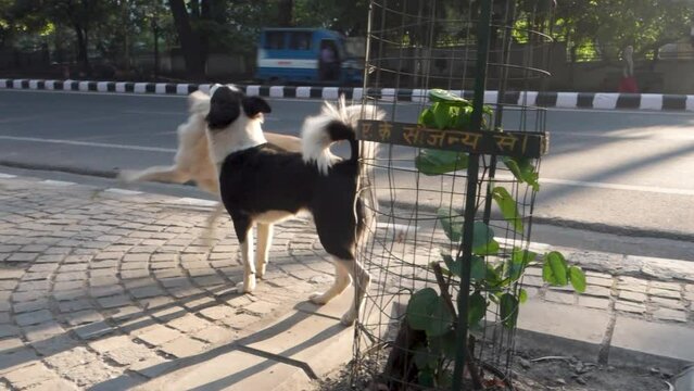 Dehradun, uttarakhand - India. A group of stray dogs standing on a stone wall.