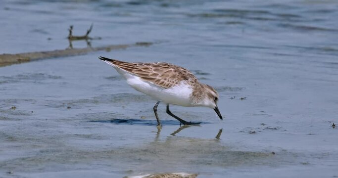 Feeding at a mudflat, looking for that special food, Red-necked Stint Calidris ruficollis, Thailand