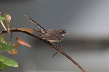 A close up view of a bird sitting on the rusty spike wire