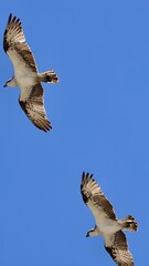 Two majestic ospreys soaring in the bright blue sky of Rockingham, Western Australia