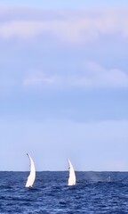 Obraz premium Stunning view of two humpback whales swimming in a crystal blue ocean