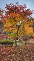 Naklejka premium Colorful alone maple tree