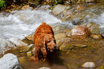 English spaniel in the river