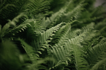 fern leaves