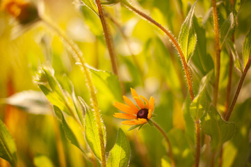 Golden Bloom: Radiant Yellow Flower