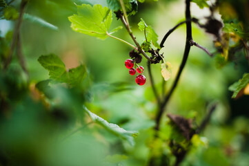 red currant bush