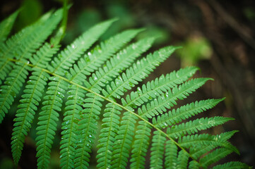 fern leaf in the forest