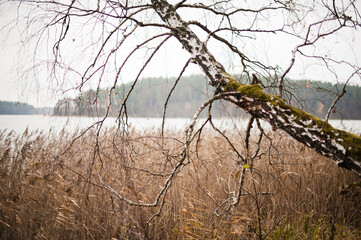 Lakeside Birch Serenity