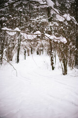 snow covered trees