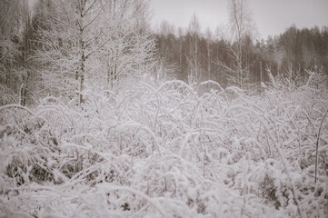 snow covered trees