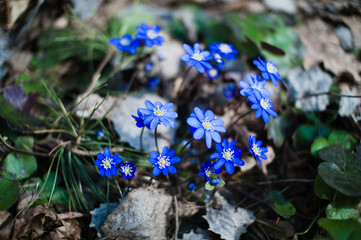 forget me not flowers
