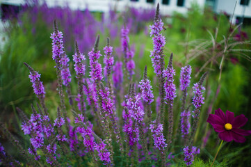 Obraz premium field of lavender