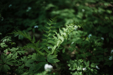 fern in the forest