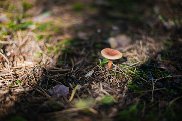 mushroom in the forest