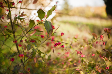 red autumn leaves
