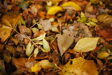 fallen autumn leaves