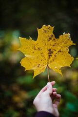 hand holding maple leaf