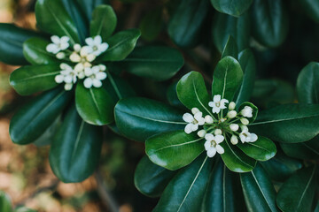 Beautiful white flowers of Japanese mock orange (Pittosporum tobira) in a sinny garden.