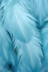 Beautiful multicolour feathers background in pastel blue colors. Closeup image of colorful fluffy feather. Minimal abstract composition with place for text. Copy space
