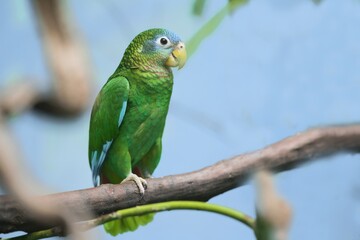 A yellow-billed amazon sitting on the branch. Amazona collaria. Wildlife scene with a colorful...