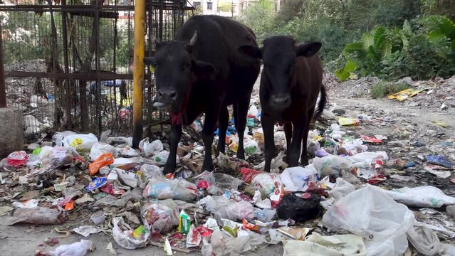 Uttarakhand, INDIA - March 25th 2022 : Cows eating garbage full of plastics and others toxic waste dumped roadside.