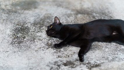 Black Thai cat lying on the cement floor.