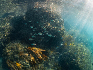 Fototapeta na wymiar School of fish swimming around the coral reef.