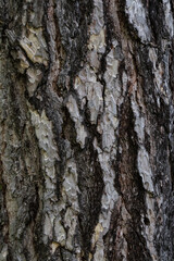 baum, rinde, baumrinde, natur