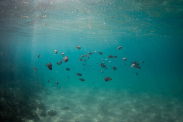 School of fish on the blue ocean.