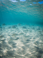 Fototapeta na wymiar Big group of fish swimming around the sandy ocean floor.