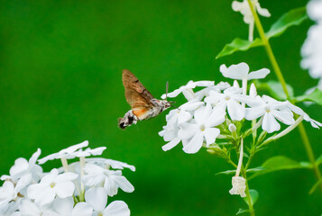 Flying insect collects nectar on a white flower. Skipper butterfly.
