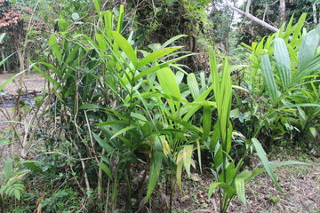 Tropical Green Plants in Natural Forest Environment