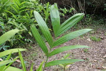 Obraz premium Young Areca Palm Tree Growing in Tropical Garden
