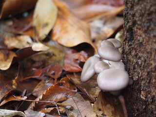 切株から生えたキノコ　ヒラタケ