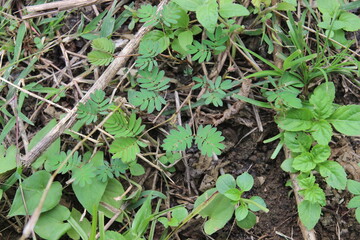 Mimosa Pudica Plant Leaves Closing Reaction in Nature