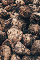 Closeup of sugar beet root crop on a pile after harvest, dirty Beta Vulgaris roots