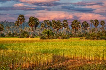 Grain Fields And Coconut Palms In Cambodia