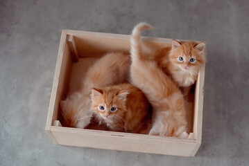 Curious ginger kitten in cardboard box. Little cat at home. Small pet © lavju83