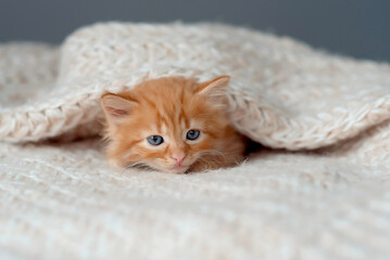 Cute little red kitten sleeps on fur white blanket