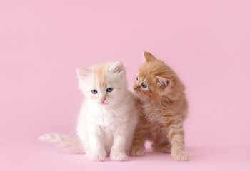 cute ginger kitten on a pink background. funny photo of kittens