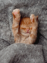 Cute little ginger kitten sleeps on fur grey blanket