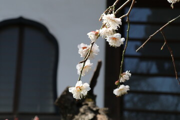 世田谷用賀の無量寺。境内の白梅・
