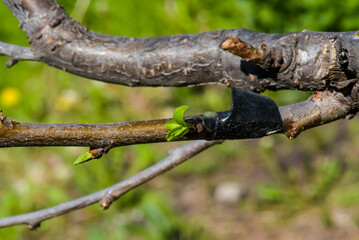 Grafting a young apple tree branch onto an adult tree