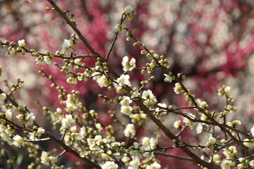 梅の花。