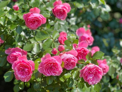 Rose shrub beautiful pink flowers