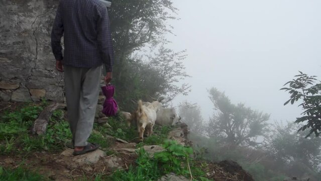 Uttarakhand, India, as a local man tends to his sheep and goat herd amidst the serene fog. Authentic stock footage capturing the essence of rural life